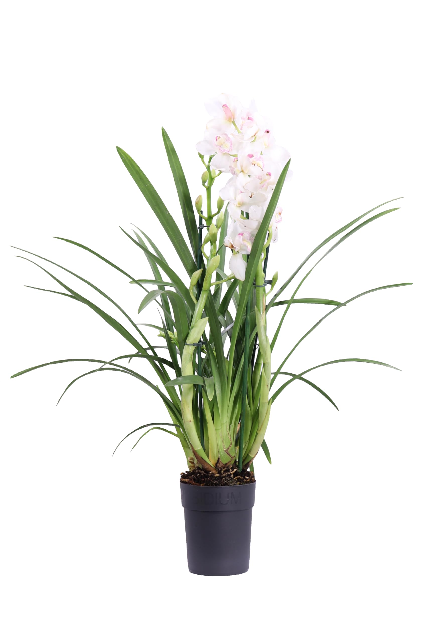 Pianta vera di Cymbidium diversi colori disponibili - Altezza pianta: 60 cm Diametro vaso: 14 cm - Orchidea ornamentale con fiori colorati da interno (Bianco)