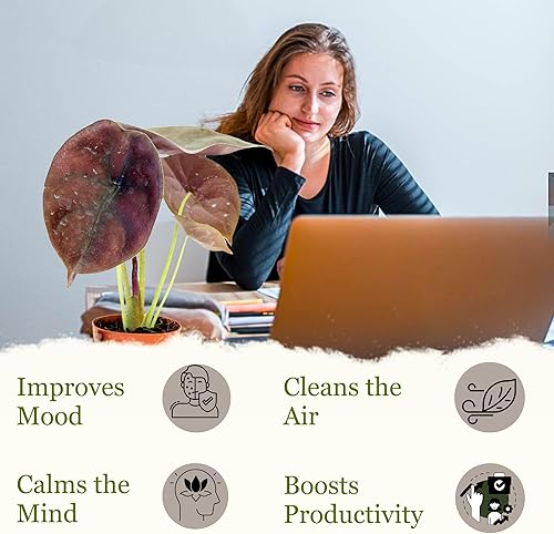 Miniatura 6 de Alocasia - Plantas vivas en maceta de 2 pulgadas, seguro para mascotas, fácil de cultivar, purificador de aire, plantas de interior, flores para el