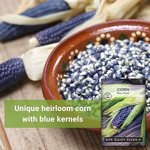 Miniatura 3 de Sow Right Seeds - Semilla de maíz Blue Hopi para plantar - Paquete de reliquia sin OMG con instrucciones para plantar y cultivar un huerto en el