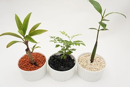 Amazon お得な３個セット ハイドロカルチャー 観葉植物 スフレ鉢3種セット 茶瓦 炭 サンゴ砂 土を使っていないから衛生的 お部屋のインテリアに ギフトに 用土