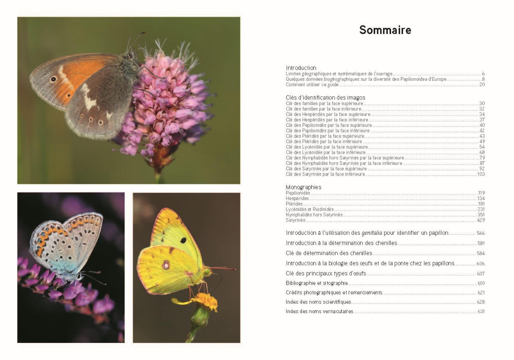 Papillons de jour d'Europe occidentale: Identifier tous les Papilionoidea et leurs chenilles