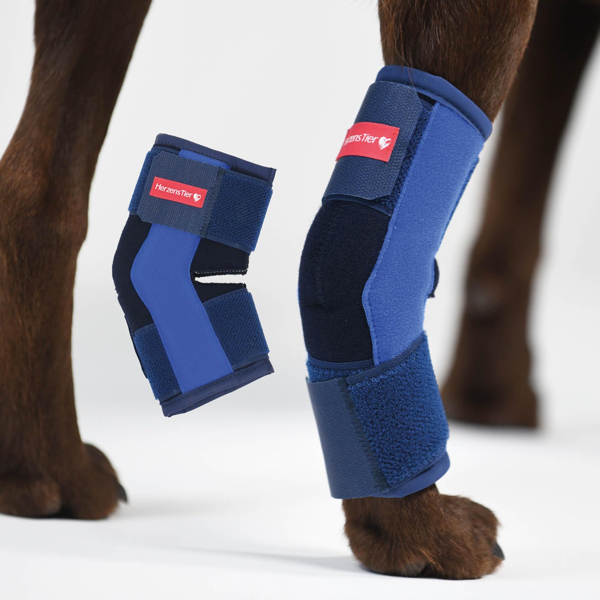 Vendaje de Corvejón de Espuma Talla L para Perros & Gatos – Transpirable con Férulas para el Soporte del Corvejón en Artrosis e Inestabilidad
