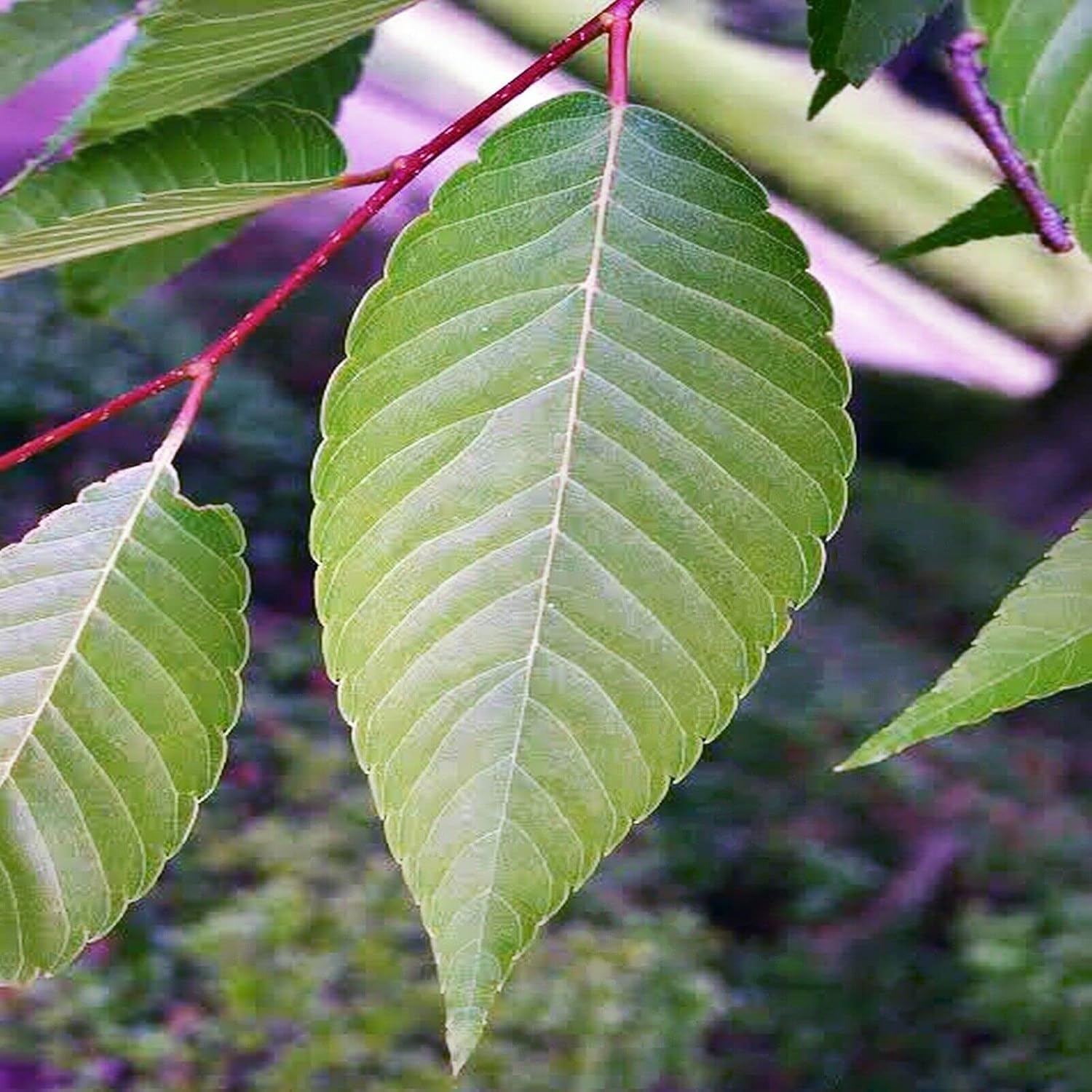 Japanese Elm Tree Seeds 100 Seeds Amazon.ca Everything Else