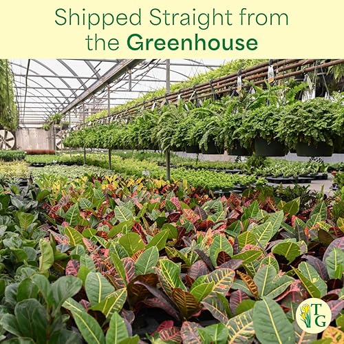 Miniatura 9 de Thorsen's Greenhouse Planta de oración de limón y lima, planta de interior viva, apta para mascotas, atractiva planta de interior, maranta de limón,