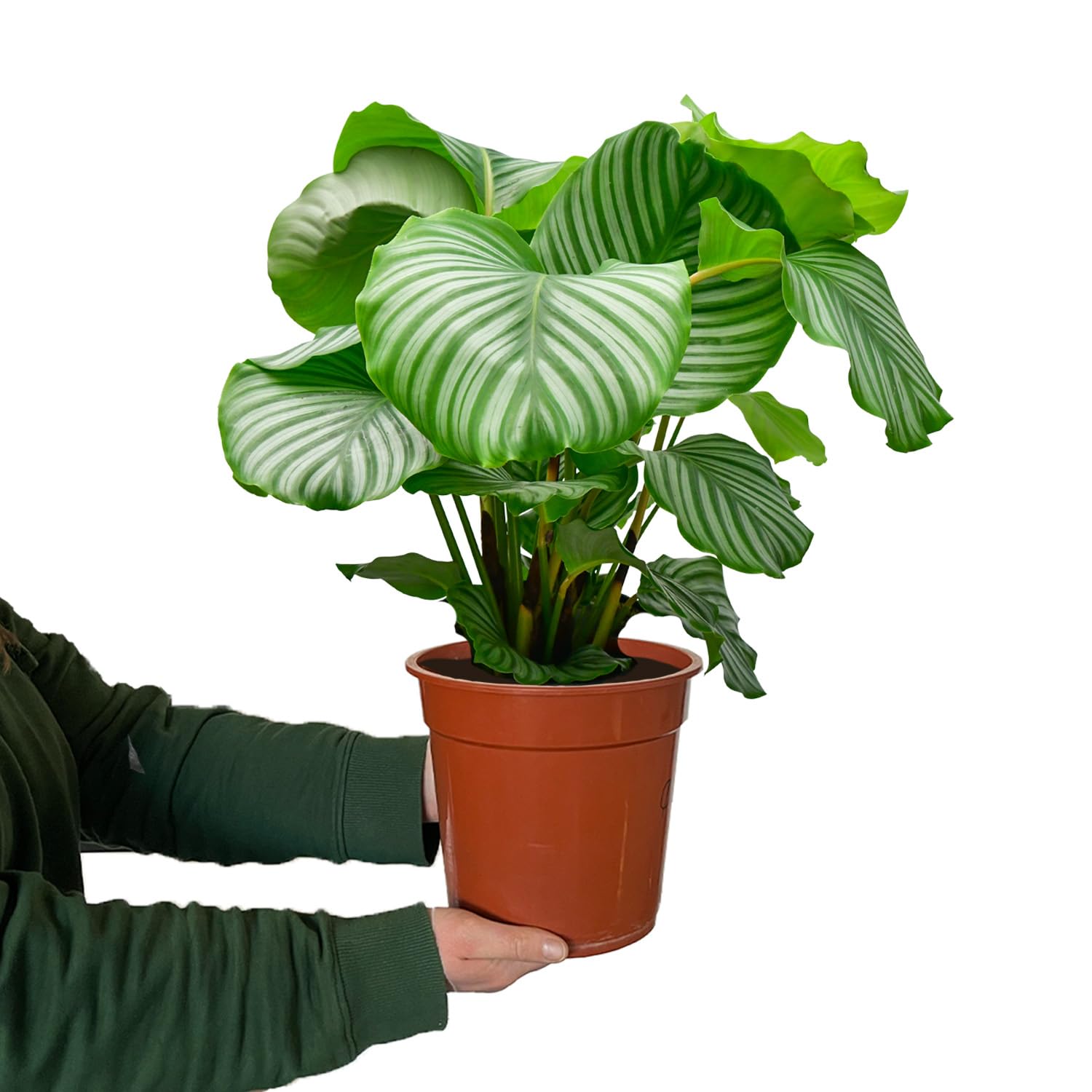 Zimmerpflanze Calathea Orbifolia No.19 | 70–80 cm hoch im 19 cm Topf | ungiftig für Katzen & Hunde | gestreifte Blätter | luftreinigende Pflanze für Wohnzimmer & Büro | Green Me Up