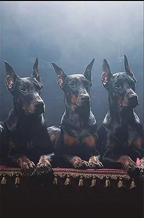 Amazon Co Jp 大人のパズル1000個 かわいいドーベルマン犬の動物 50x75cm大人のための1000ピースパズル1000ピース1000ピースジグソーパズル おもちゃ