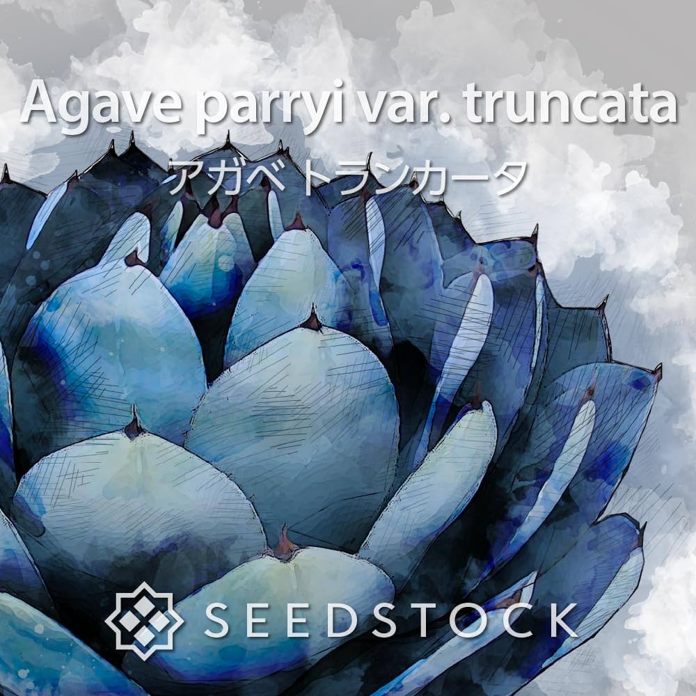 Amazon.co.jp: SEEDSTOCK アガベ 種子 トランカータ (50) : DIY・工具 Amazon.co.jp: SEEDSTOCK アガベ 種子 トランカータ (50) : DIY・工具