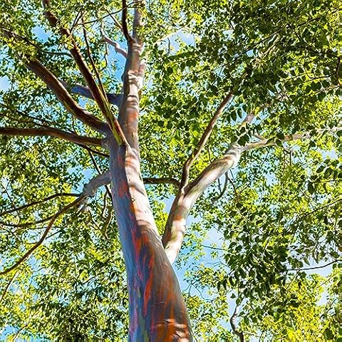 Rainbow Eucalyptus Bonsai Tree Seeds Cover
