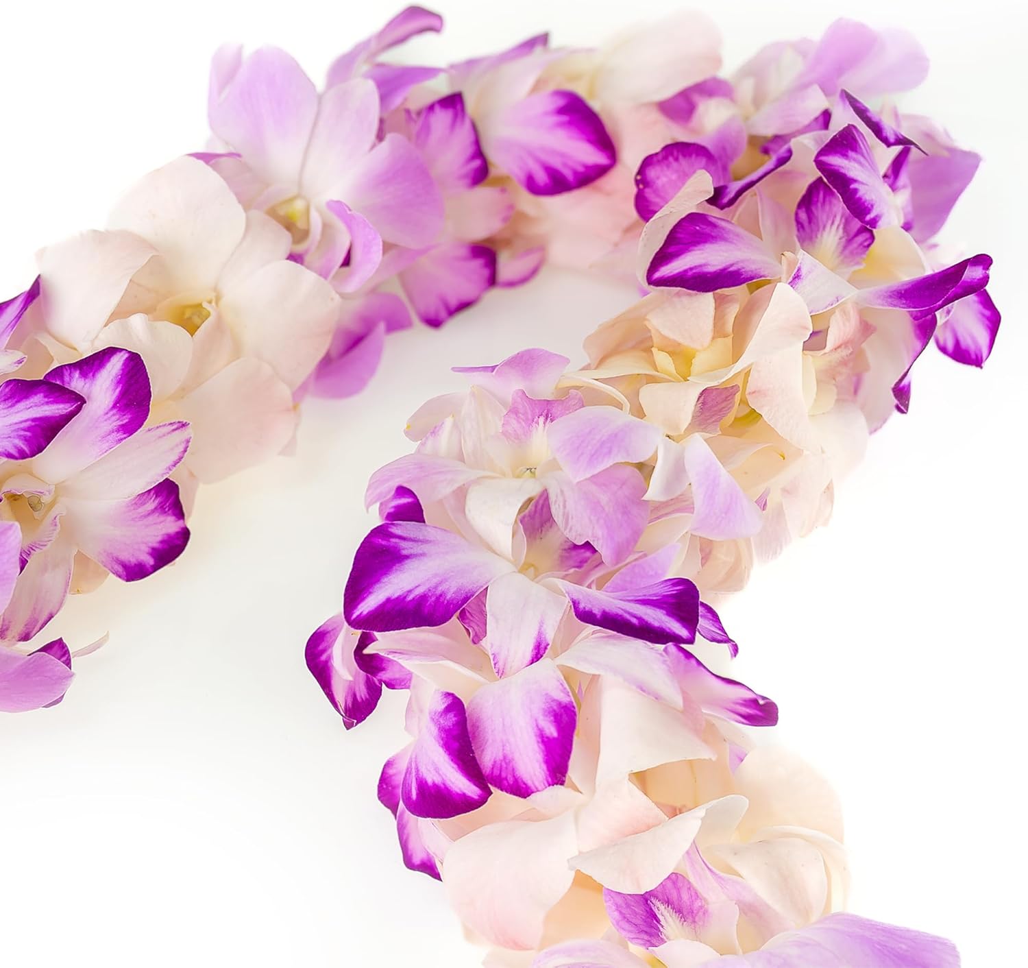 Fresh Cut Orchids Flower Leis Pink, Fresh Orchids, Gorgeous Orchids: Long-lasting leis made of fresh cut purple, lavender, and pink orchids, for graduations, party decoration or gifts (Splash)