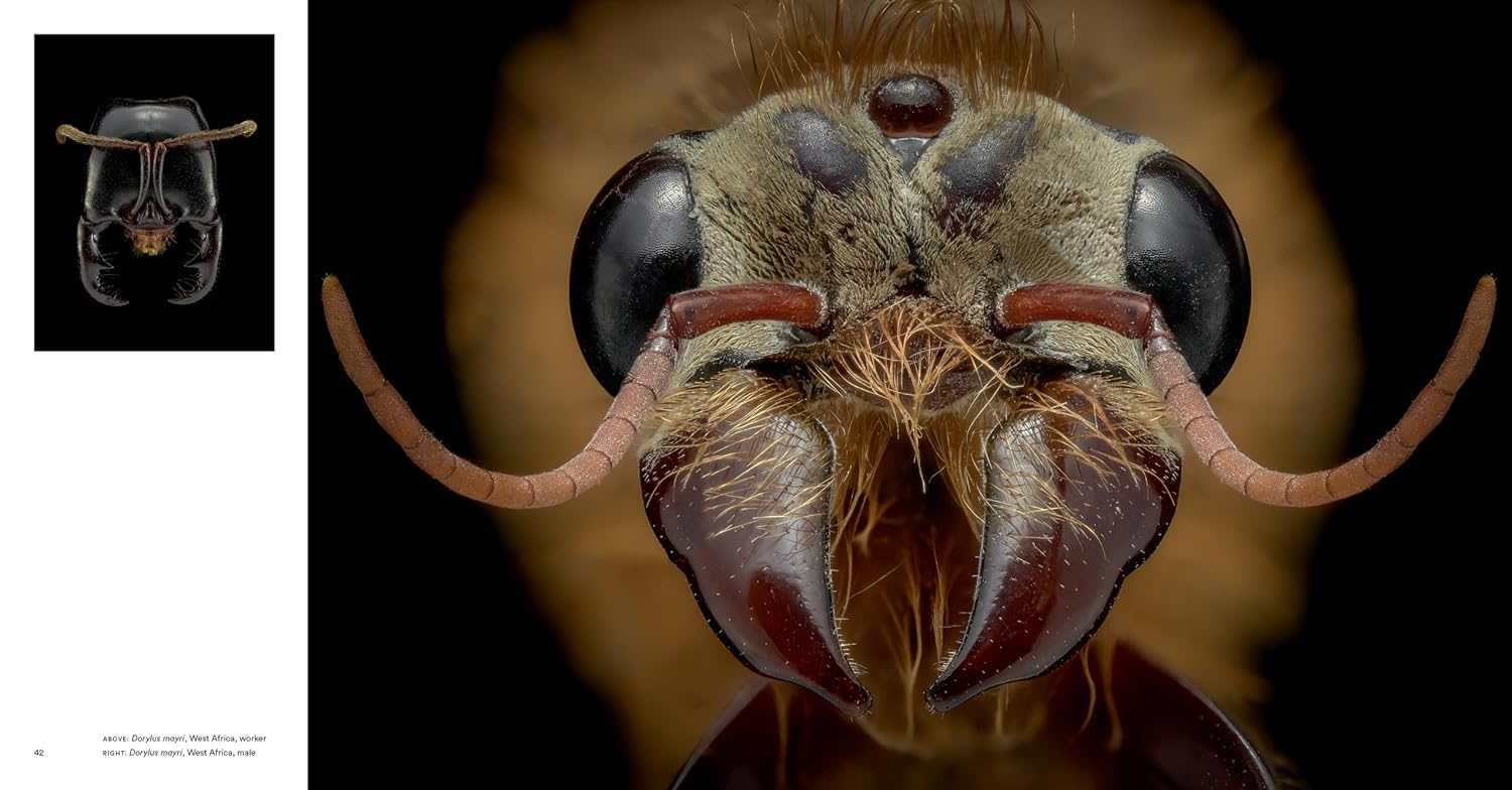 Ants: Science book on ant societies, castes, and global ecological roles.