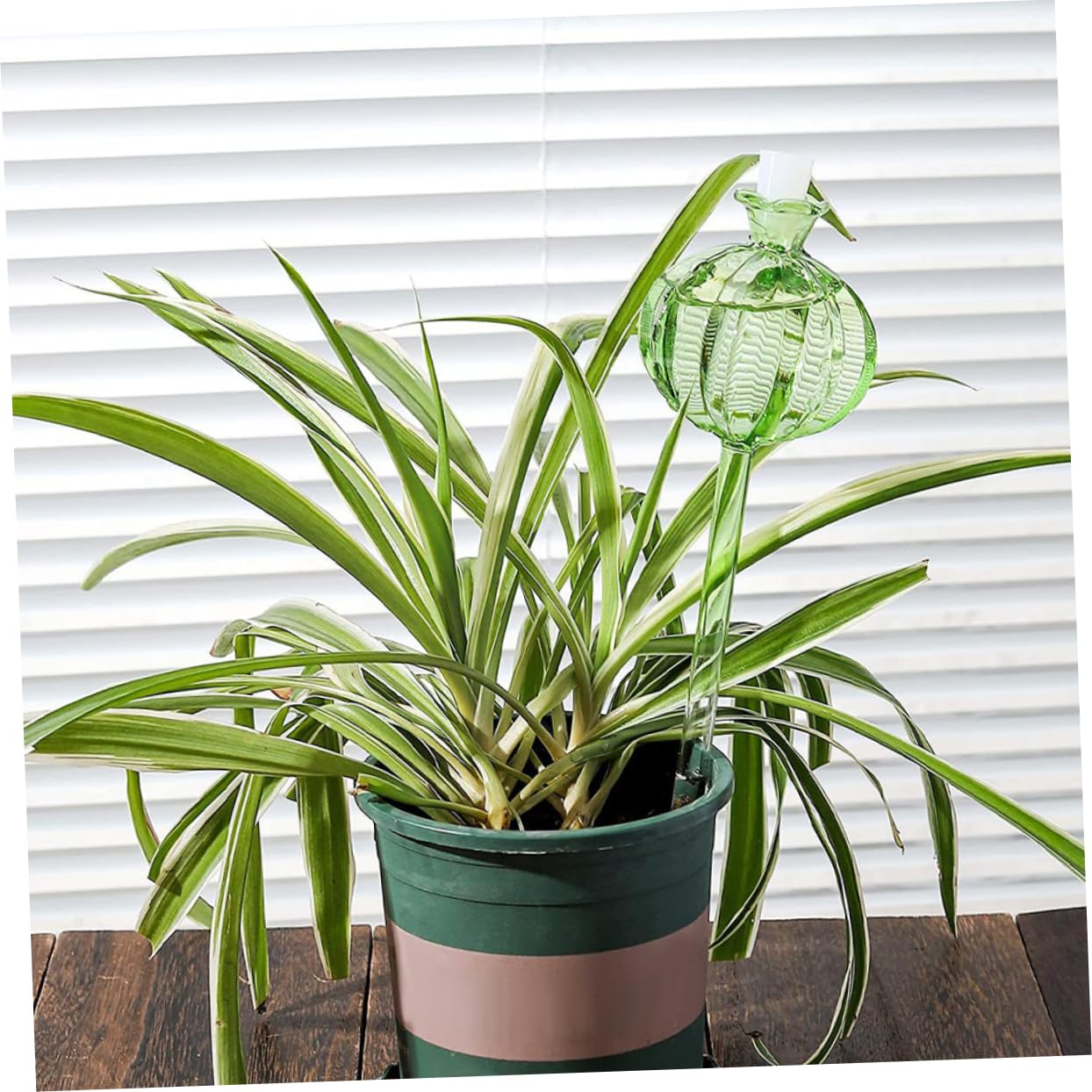 ibasenice Globe D’arrosage en Verre Cactus Vert 4 Pièces pour Plantes