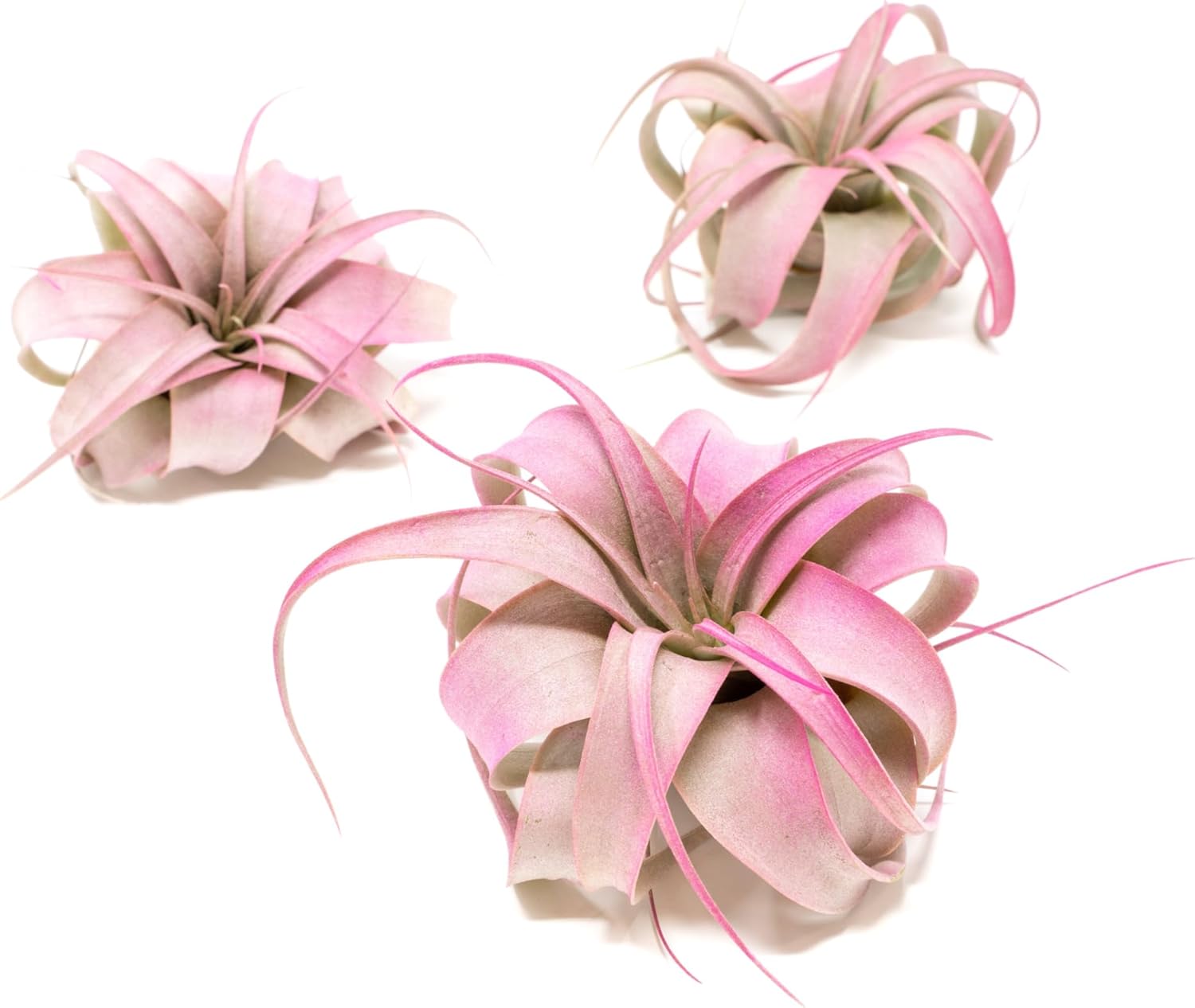 Fuchsia Colorful Tillandsia Air Plants - Long Lasting Color Enhanced Live Tillandsia Succulent House Plants - Home and Garden Decor - Easy Care Indoor/Outdoor Plants (Mini Xerographica, Pack of 3)