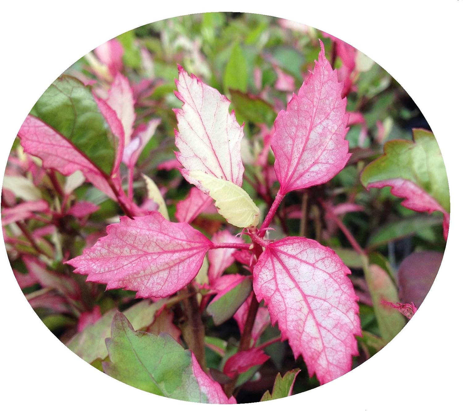 Aussie Queen - Tropical Hibiscus rosa-sinensis - Live Plant - Variegated Green White Pink Leaf - Red Flower - Emerald Goddess Gardens - Starter Sz 4 Inch Pot