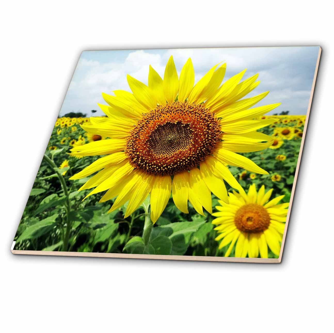 threezeroUltramanACEA（animevre） Amazon.com: 3dRose Sunflower. Yellow. Popular Flower. - Ceramic