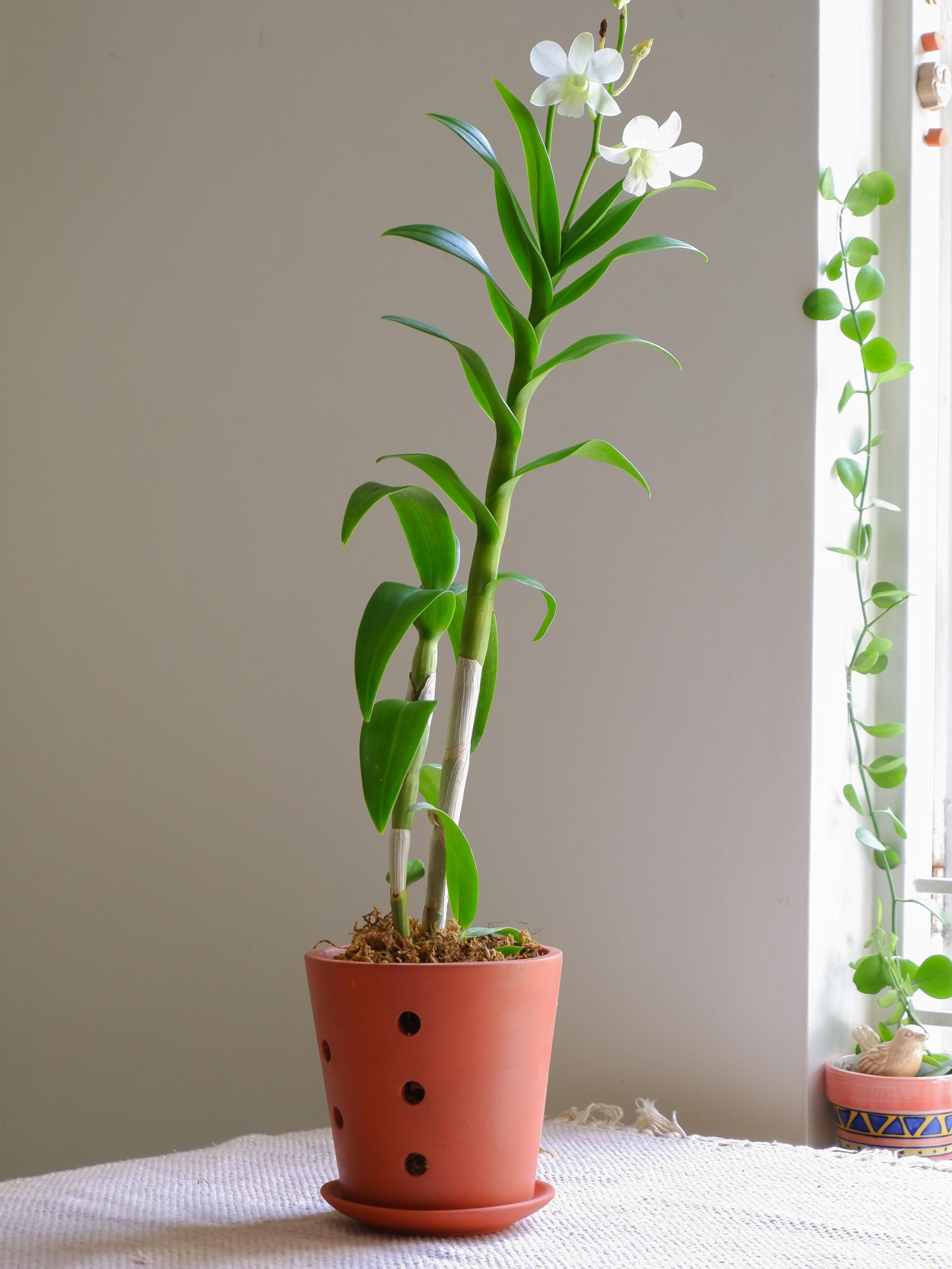 See full amazon price history chart for Prakrti Garden Boutique 6 inch Orchid Terracotta Pots, Clay Pots for Orchids, Earthen Pots- Set of 2 (Product doesnt include plant) Prakrti Garden Boutique 6 inch Orchid Terracotta Pots, Clay Pots for Orchids, Earthen Pots- Set of 2 (Product doesnt include plant) (B0CXJ9SSCW) Amazon Price History, Amazon Price Tracker