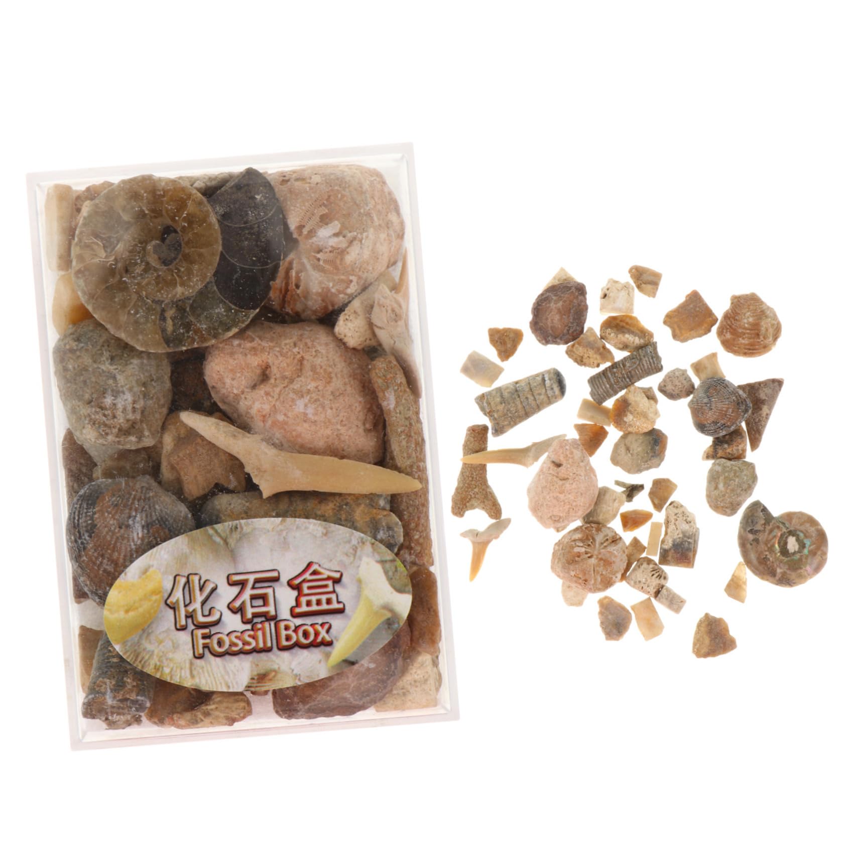 OHPHCALL of Collection Stones Natural Specimen Stones for Teaching Home Garden Decor