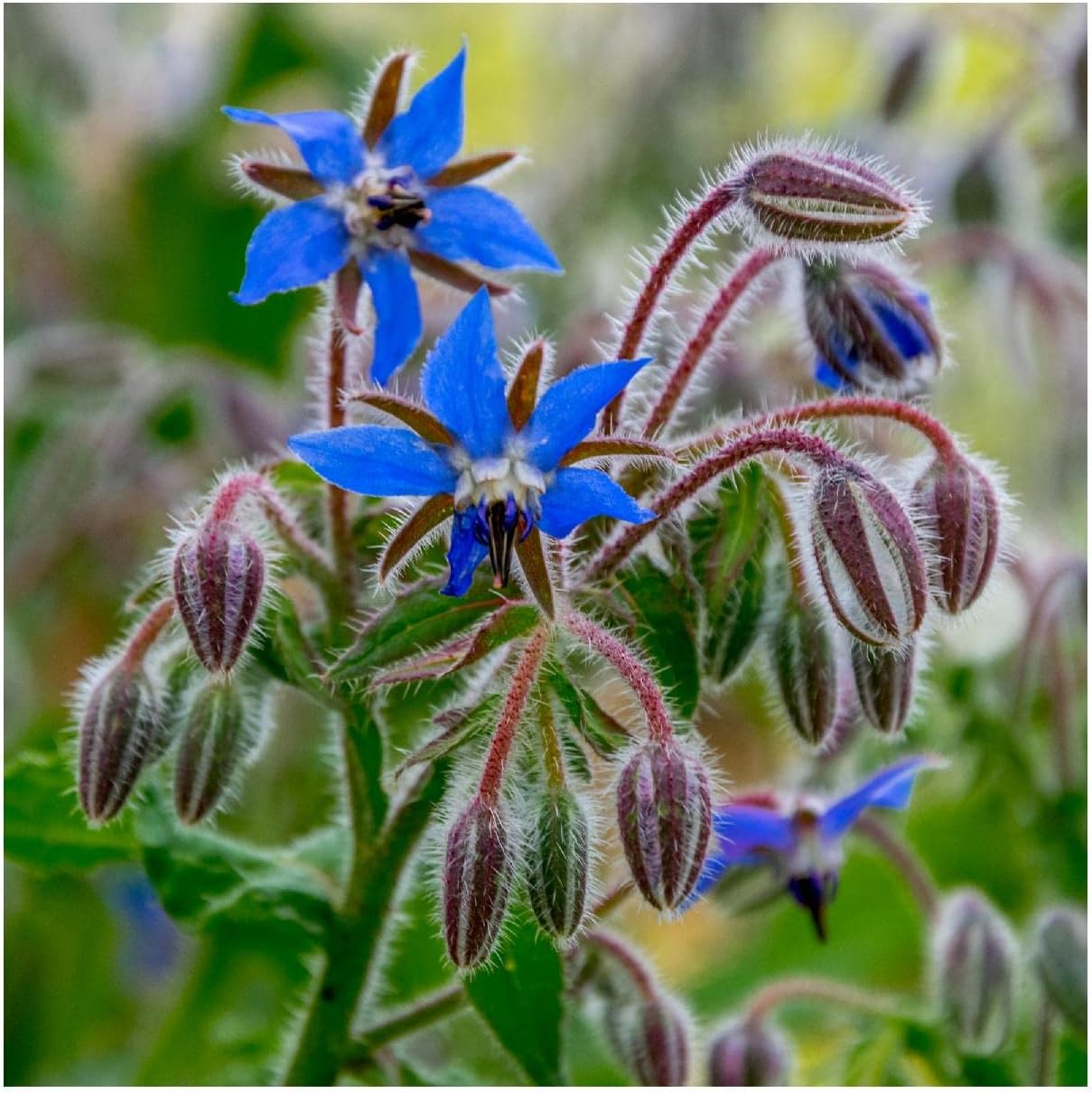Everwilde Farms - 1/4 Lb Organic Borage Herb Seeds - Gold Vault