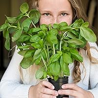 Vista 6 de The Old Farmer's Almanac Organic Basil Seeds (Italian Large Leaf) - Approx 450 Seeds - Certified Organic, Non-GMO, Open Pollinated, Heirloom
