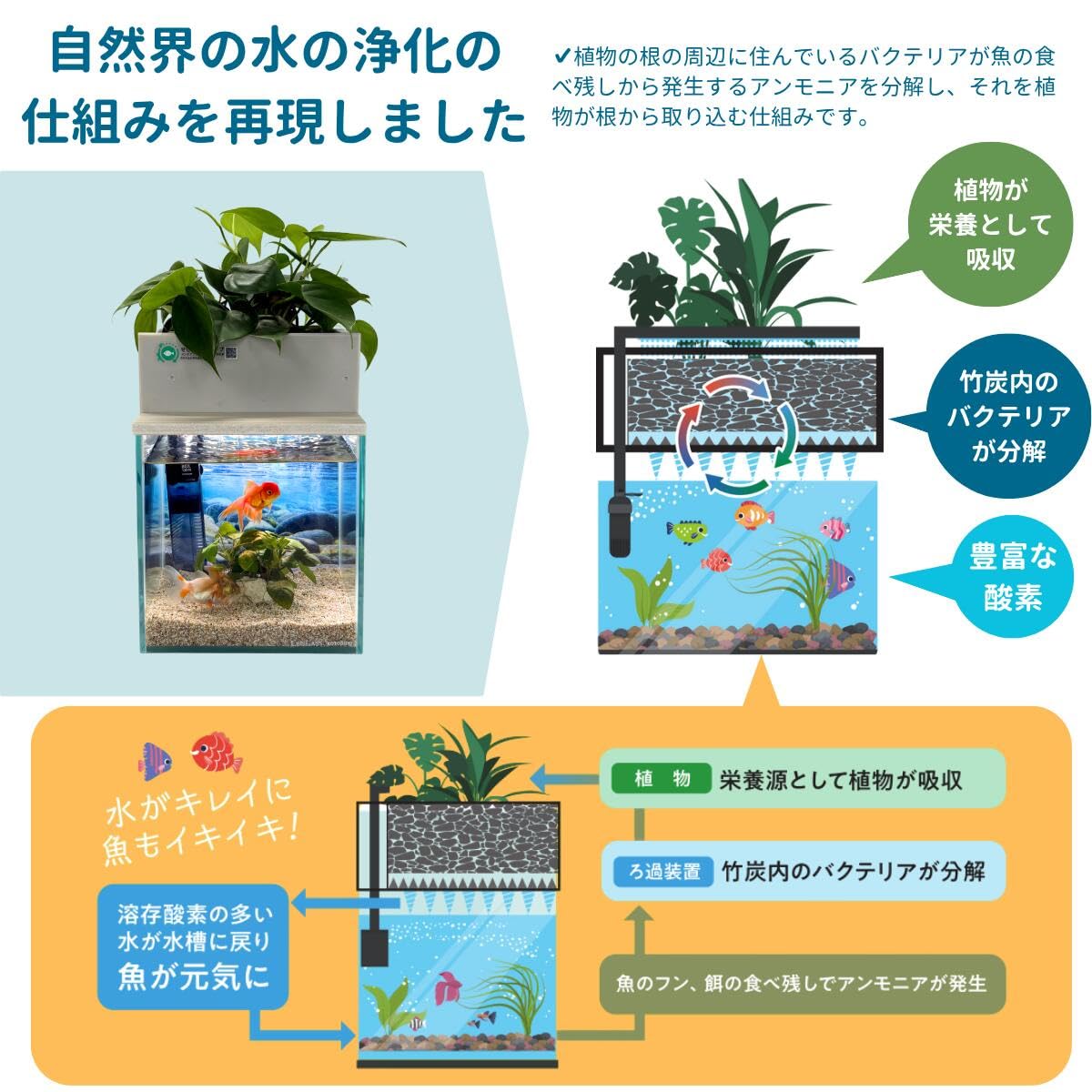 Amazon | せせらぎビオトープ 水替え不要【水槽セット】 20cm型