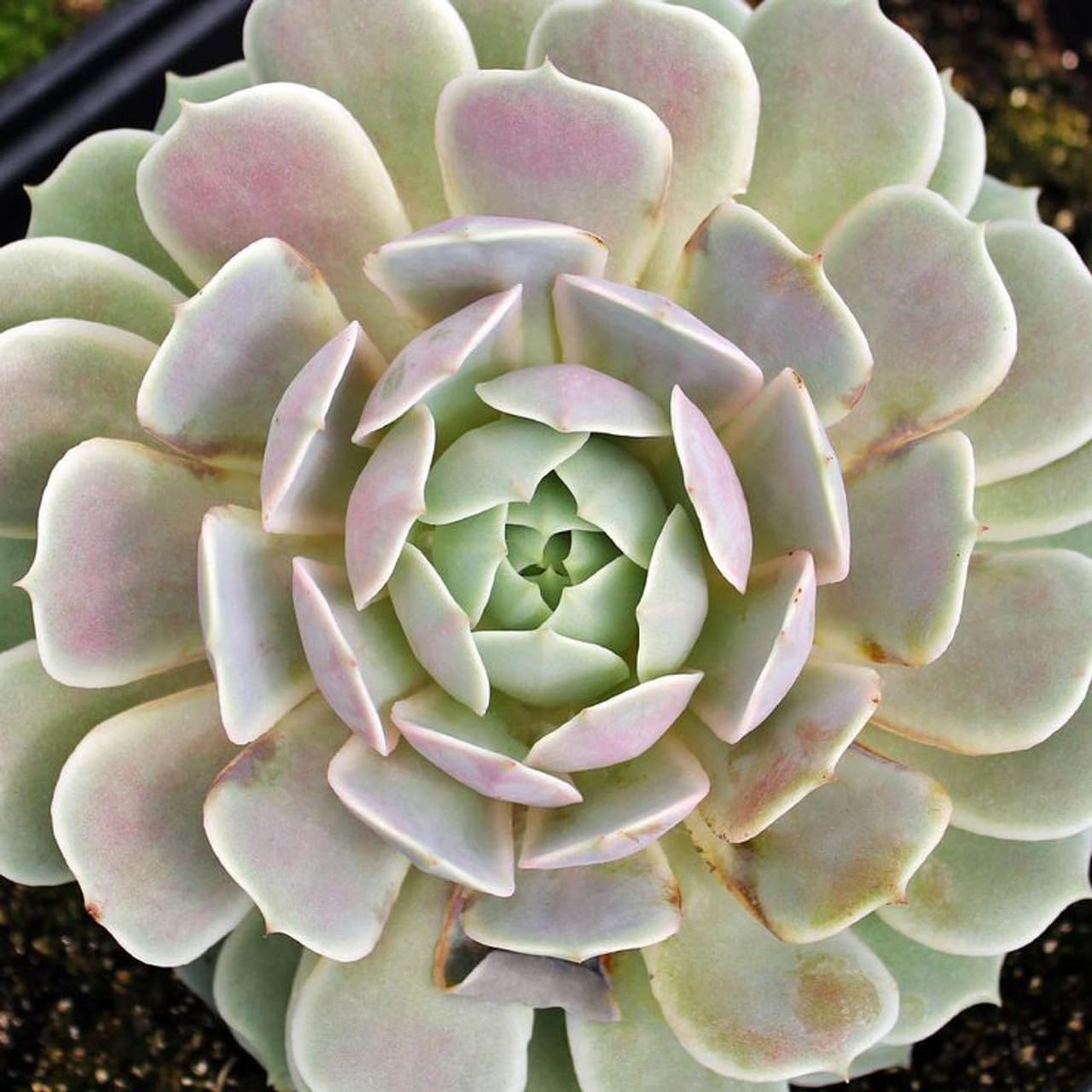 See full amazon price history chart for JooGTooK Laxmi Kamal (Pack of 1 Indoor Plant) Sempervivum Form Of Goddess Lakshmi Lakshmikamal Succulent Plant (Healthy Live Plant) JooGTooK Laxmi Kamal (Pack of 1 Indoor Plant) Sempervivum Form Of Goddess Lakshmi Lakshmikamal Succulent Plant (Healthy Live Plant) (B0CTZTXBSQ) Amazon Price History, Amazon Price Tracker