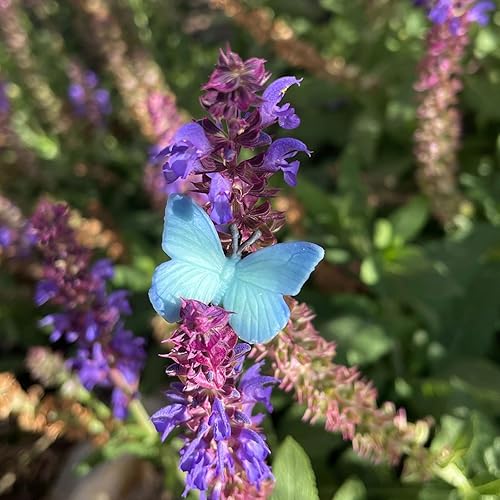 Miniatura 3 de Safari Ltd. Good Luck Minis Rainforest Fun Pack – 8 mini figuritas incluyendo serpiente, ranas, mariposa, chimpancé, orangután, caimán, oso, figuras