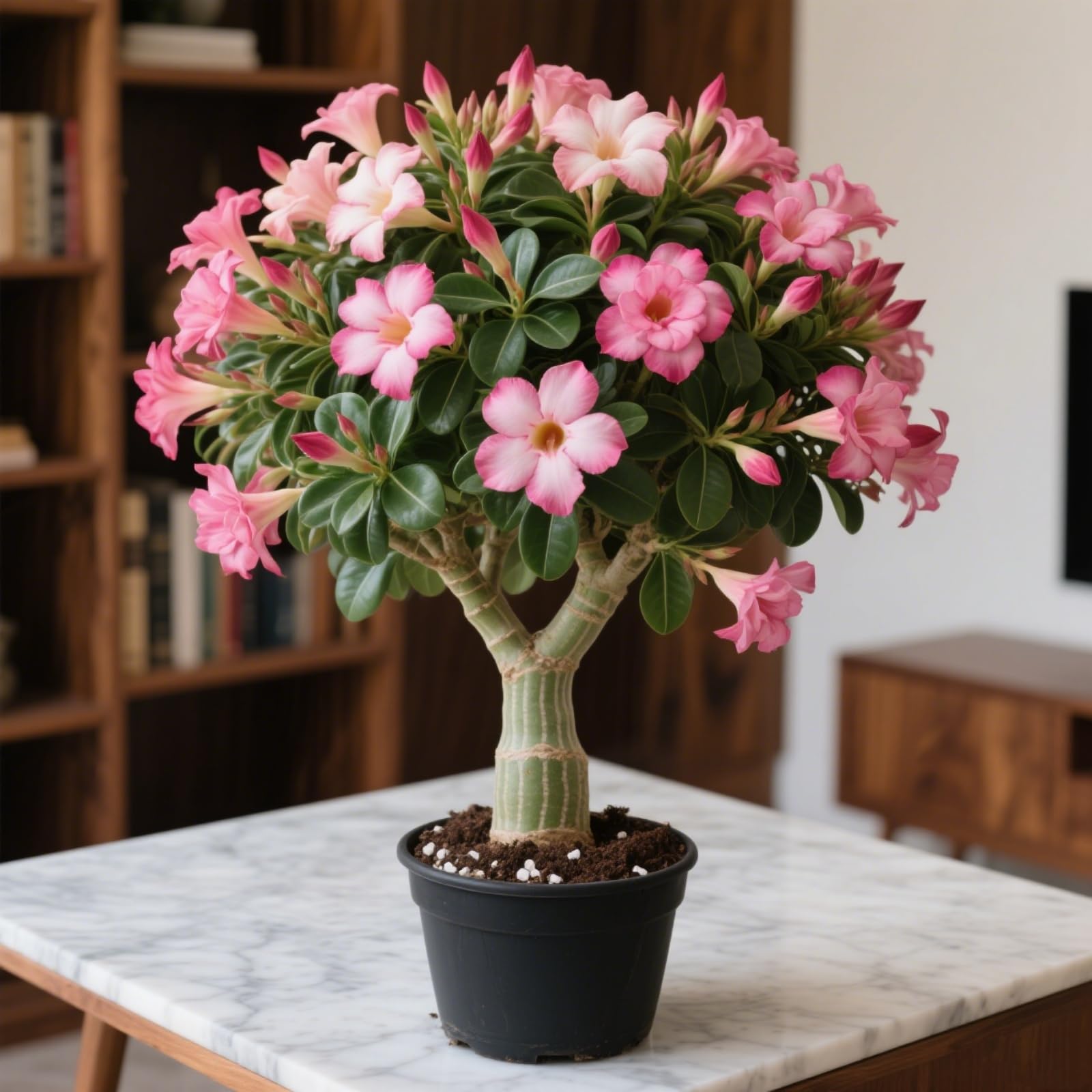 Rosa del deserto in Vasca-Colore Vivido/Decorazione per Casa e Giardino/per Ogni Spazio/Resistente e Facile da Curare(OPVDJD)-C-5 Rhizome