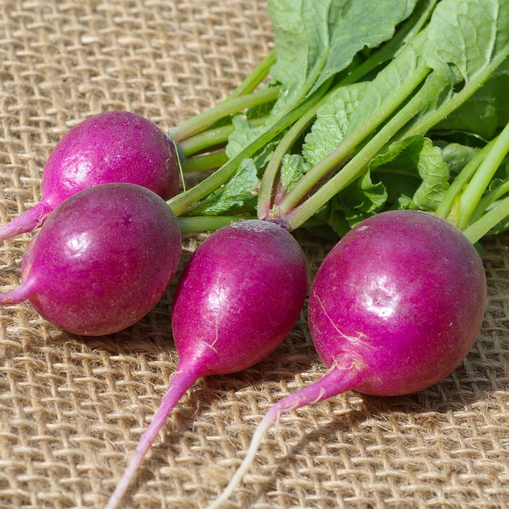 Radish Royal Purple Seeds β Vividly, Coloured Roots with a Crisp White Interior β for Your Beautiful Kitchen Garden