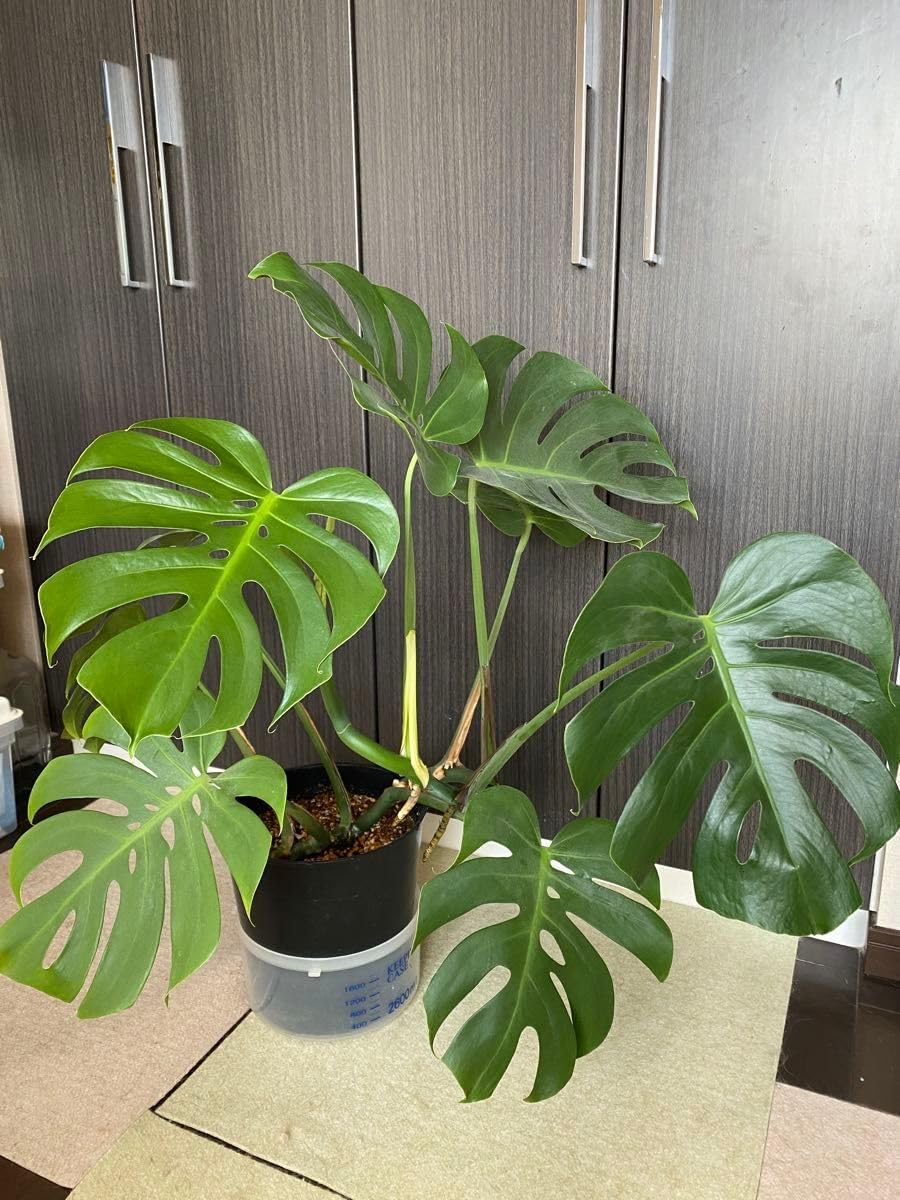 モンステラ デリシオーサ コンパクタ 超大株 鉢付き 高さ103cm