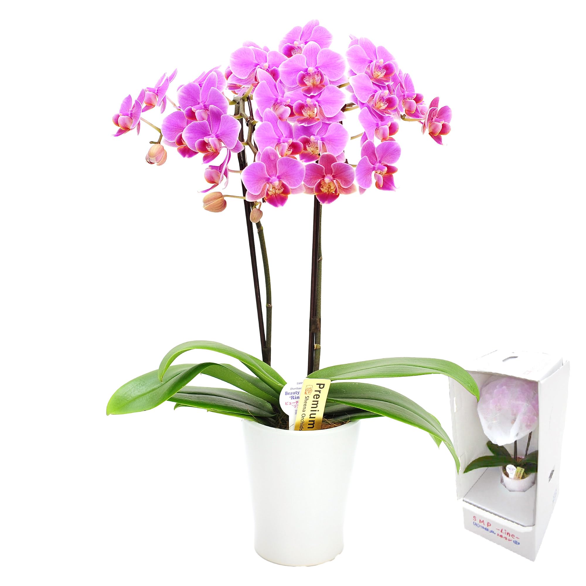Amazon.co.jp: 花まりか 胡蝶蘭 鉢植え『椎名洋ラン園のミディ