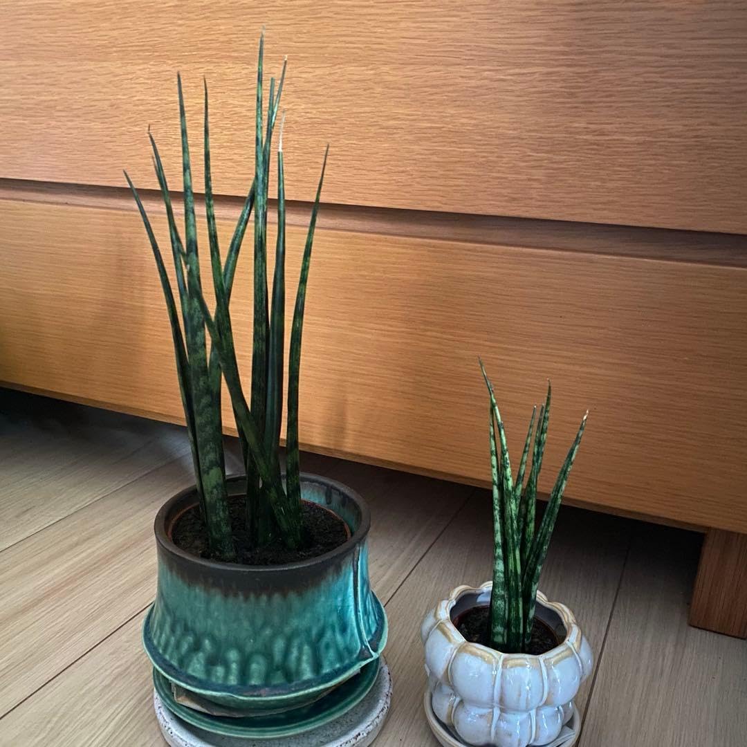Amazon｜?? 観葉植物?? 大きめサンスベリア ミカド 抜き苗｜観葉植物