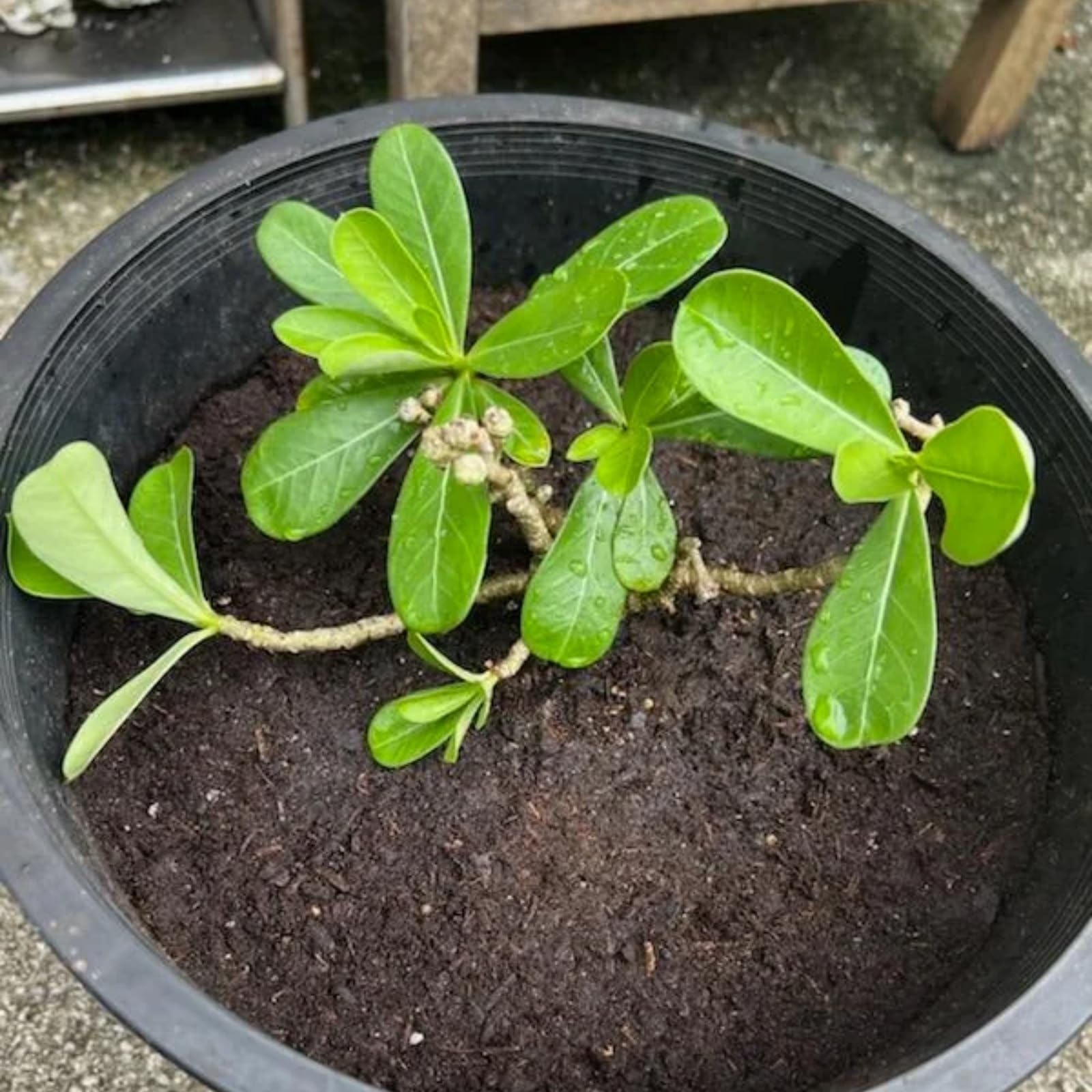 Bulbi di rosa del deserto Sani e Perfetti per Casa e Giardino-4 tubero-A