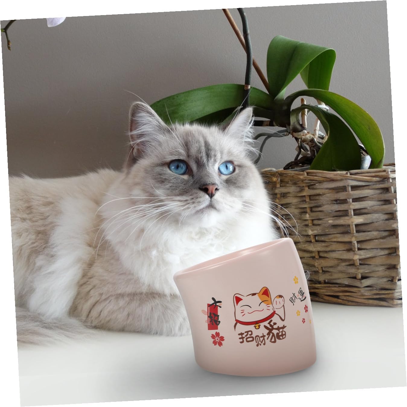 NUOBESTY Elevated Ceramic Cat Bowl No Spill Pet Feeding Dish with Neck Protection Pink Suitable for Cats and Puppies