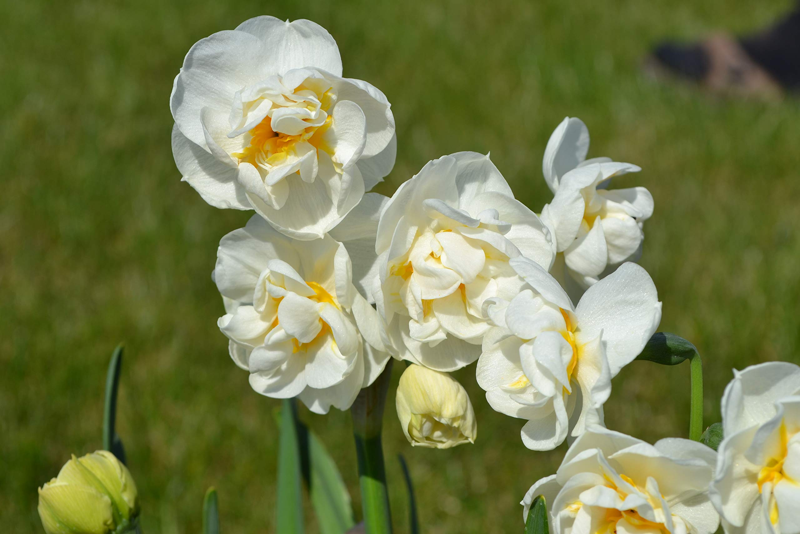 Blumenzwiebeln Narzissenzwiebeln Gefüllte Narzissen Bridal Crown (50 Zwiebeln)