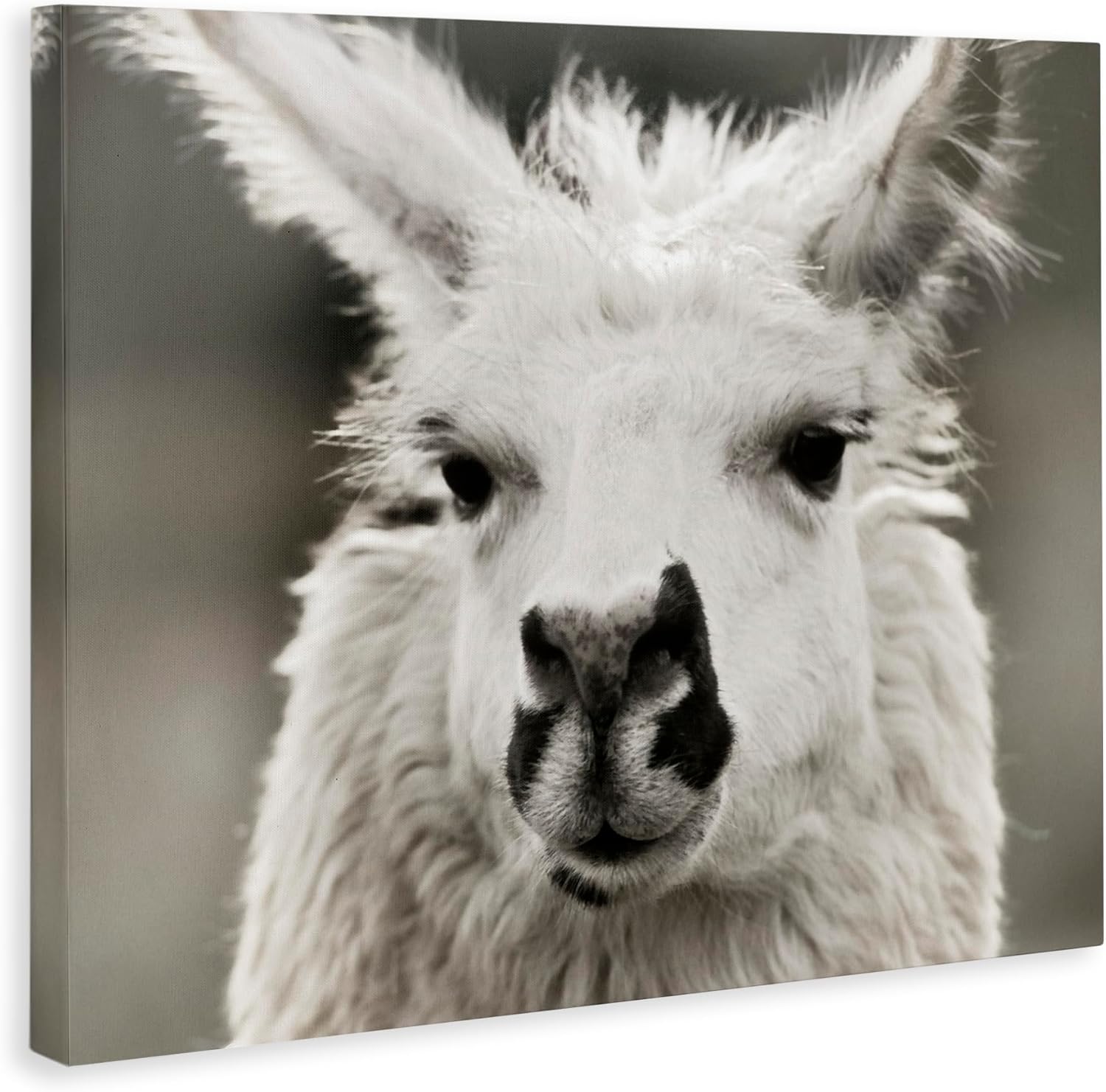 Stupell Industries Llama Gazing Portrait Canvas Wall Art Design by Danita Delimont