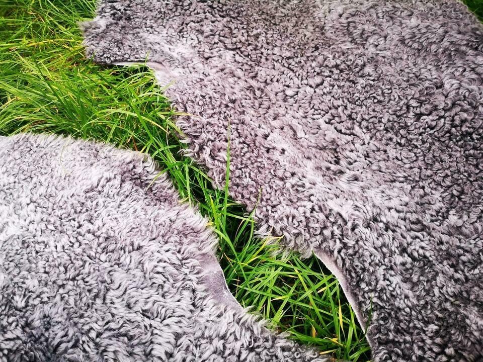 Echte kurz gelockte Gotland Schaffellen grau L - XXL (110-120 cm x 60-70 cm)