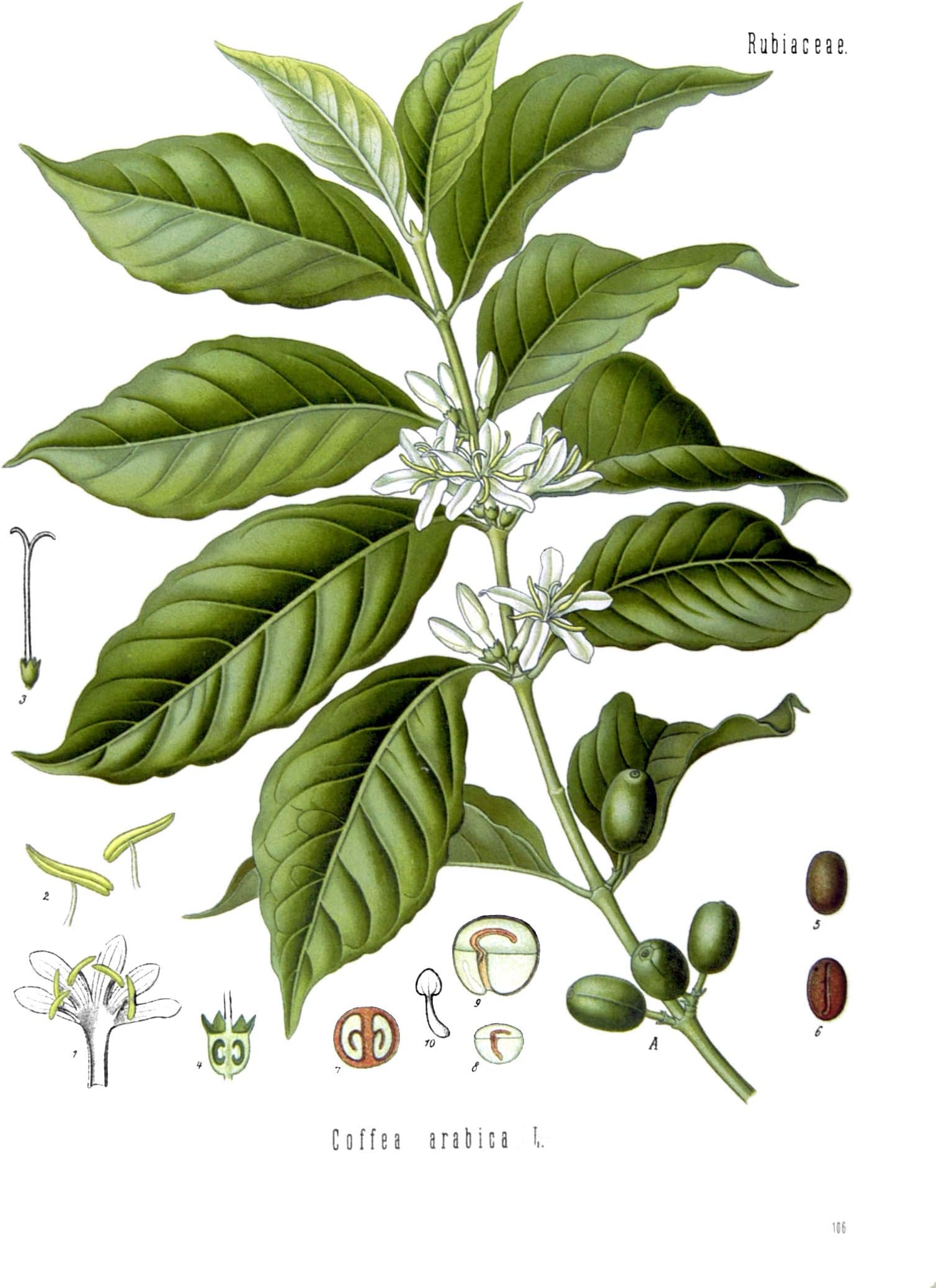 Coffea Arabica Seeds (Coffea Arabica Nana) Grow Your Own Coffee Tree, 20 Seeds