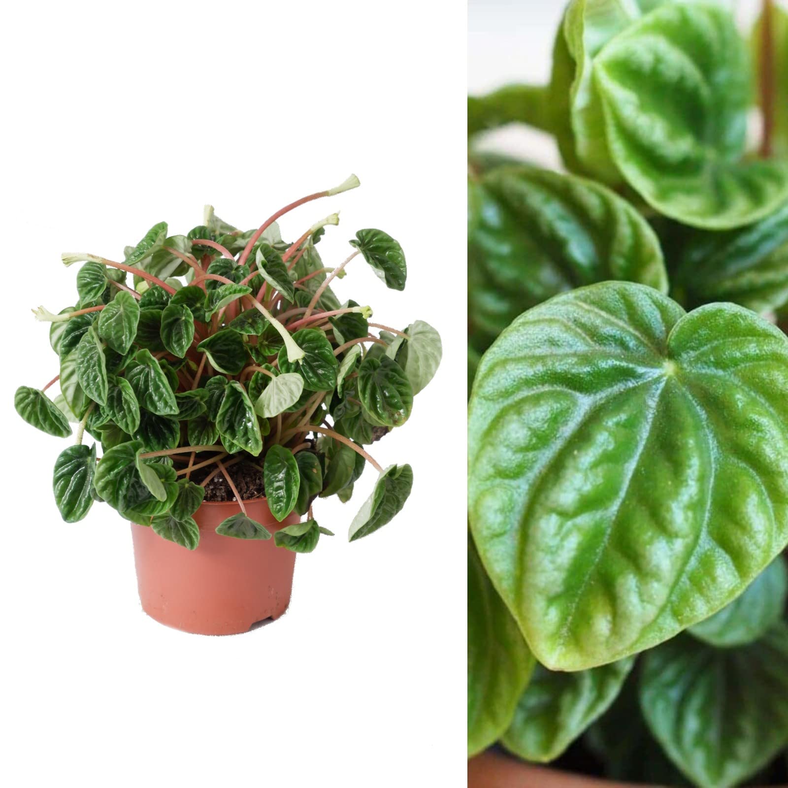 Peperomia caperata 'Lilian' - Compact Indoor Plant in 12cm Pot - Ideal for Homes and Offices (1 Plant)