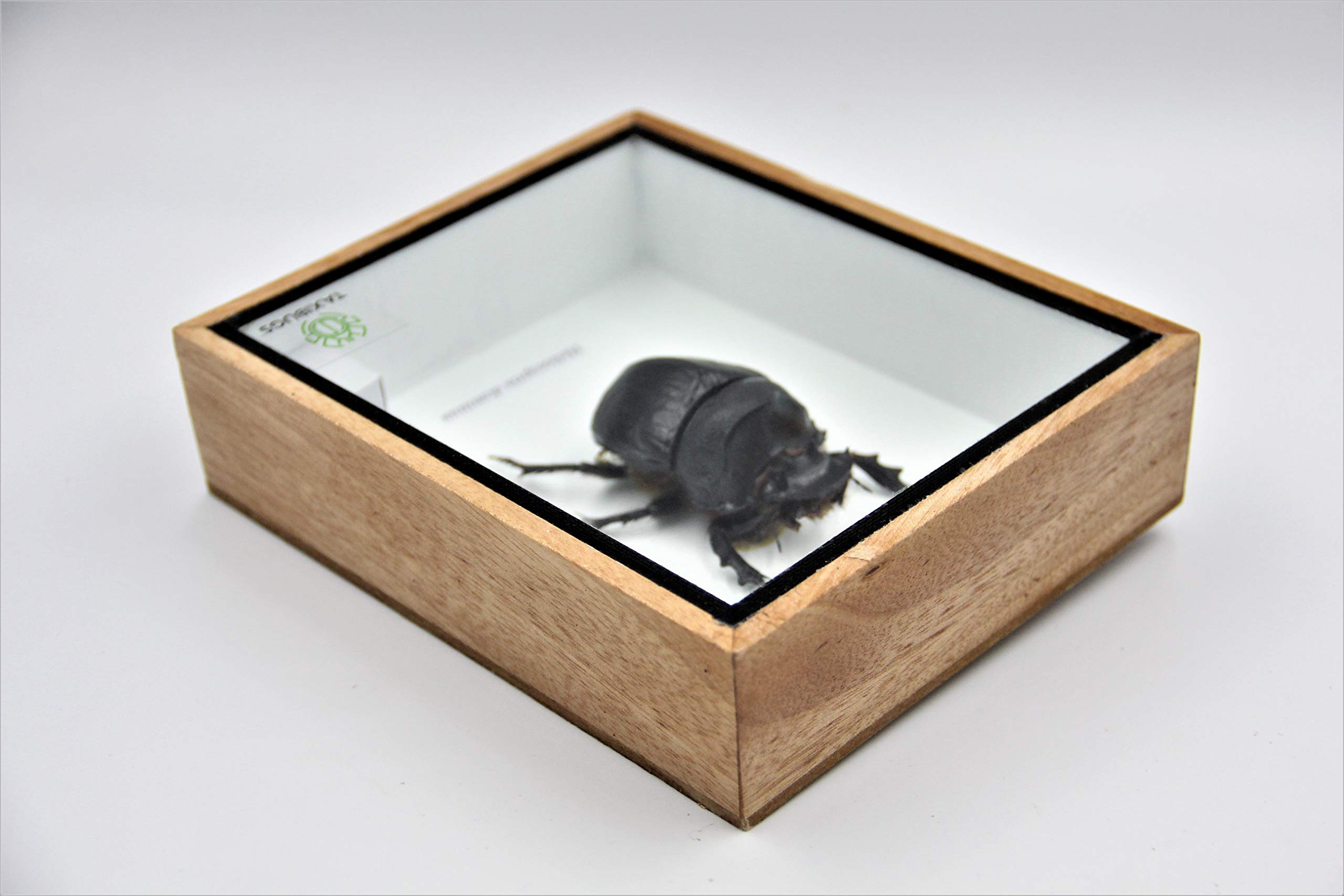 Amazon.com: Real Exotic Elephant Dung Beetle Specimen