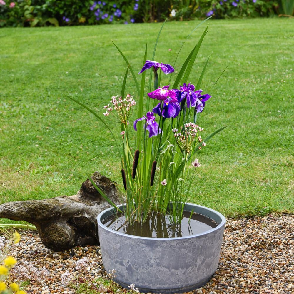 Dry Pre-Packed Mixed Basket Insects - Includes 3 Wildlife-Friendly Pond Plants, Basket, Soil & Gravel for Dragonflies, Damselflies & Insects to Thrive, 1 x 1 Pond Kit by Thompson and Morgan
