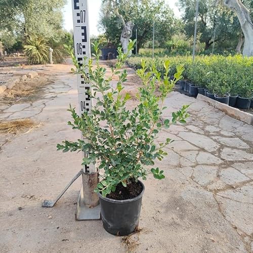 Pianta Bosso Rotundifolia