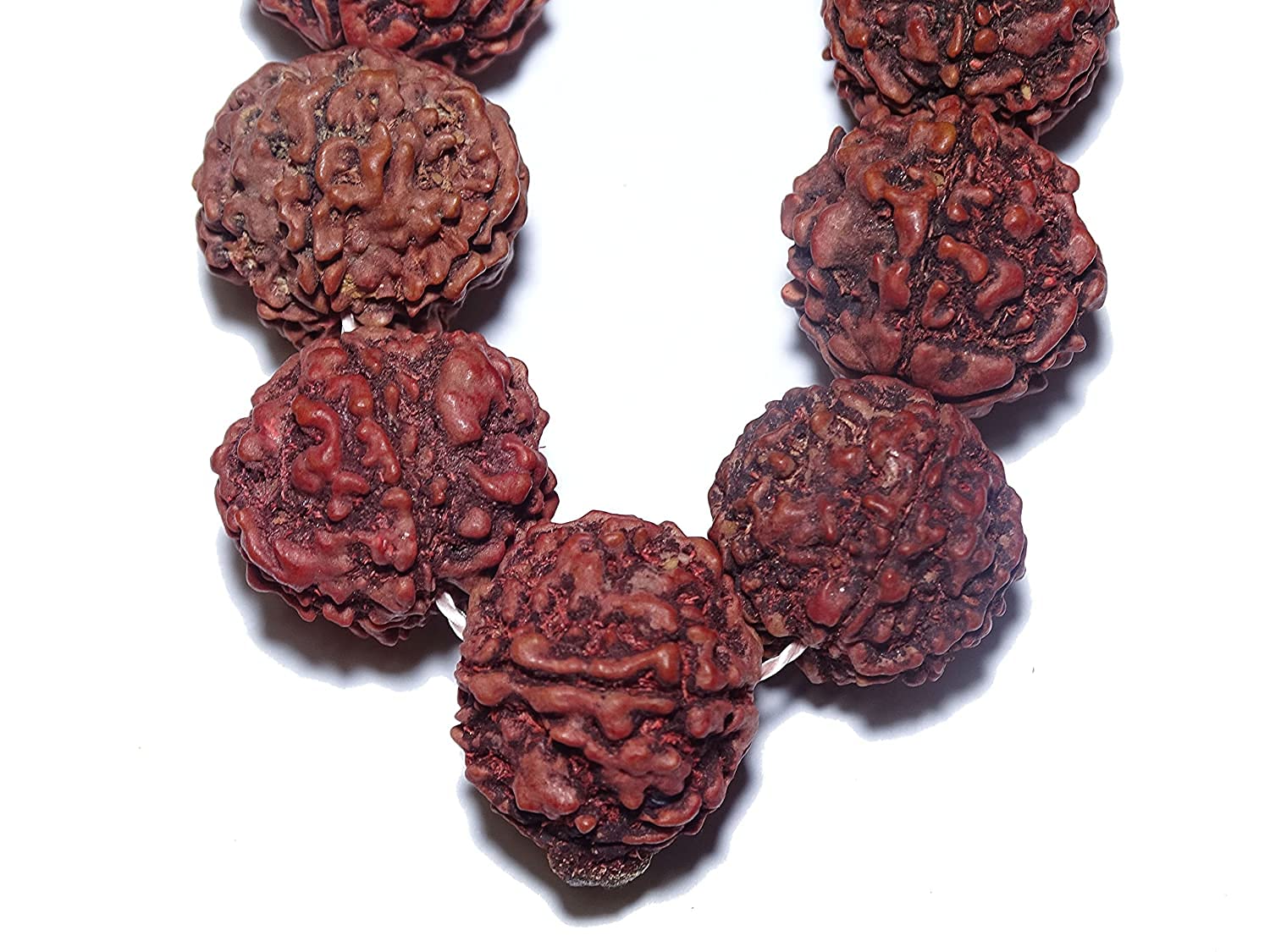 ADOWIK ® Pure 5 Mukhi Rudraksha Mala (17-20mm, Big Size, 108+1 Beads, Brown)