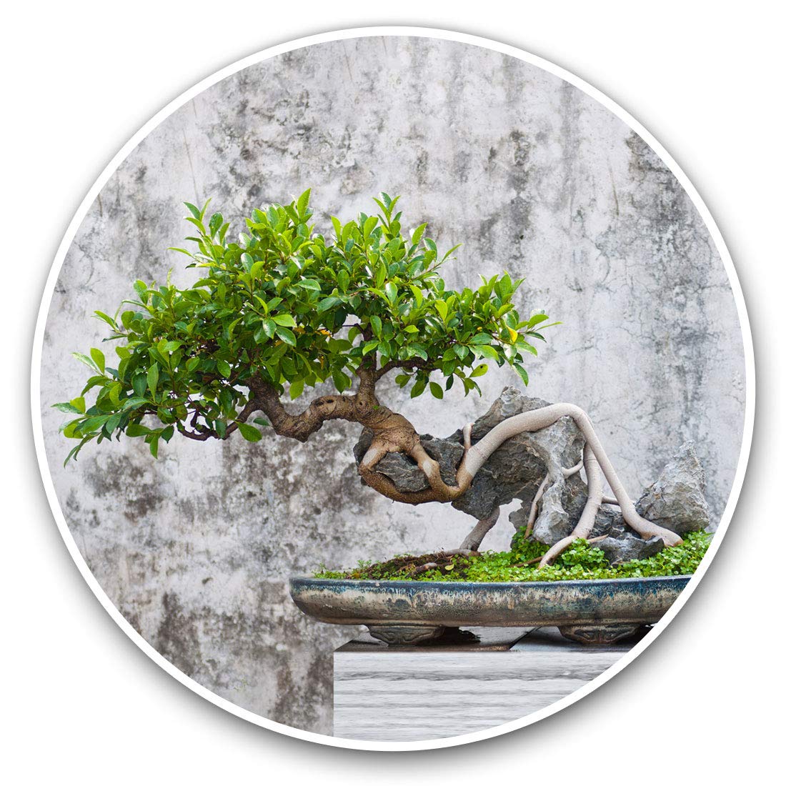 Destination Vinyl Ltd Bonsai Tree Nature Plants 3710 Vinyl Stickers (Set Of 2) 7.5Cm - Bonsai Tree Nature Plants #3710