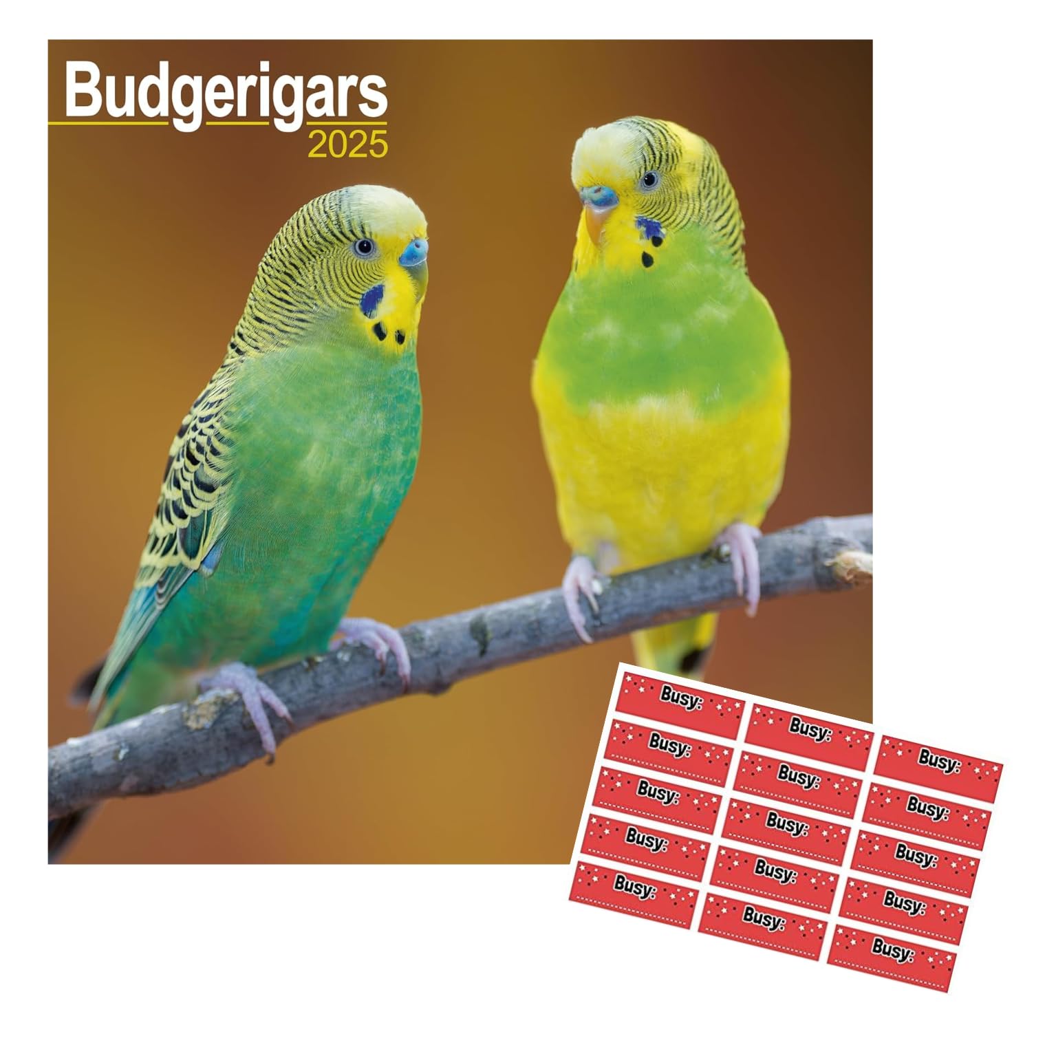 Budgerigar Calendar 2025 Square Wall Budgies Calendar 16 Month