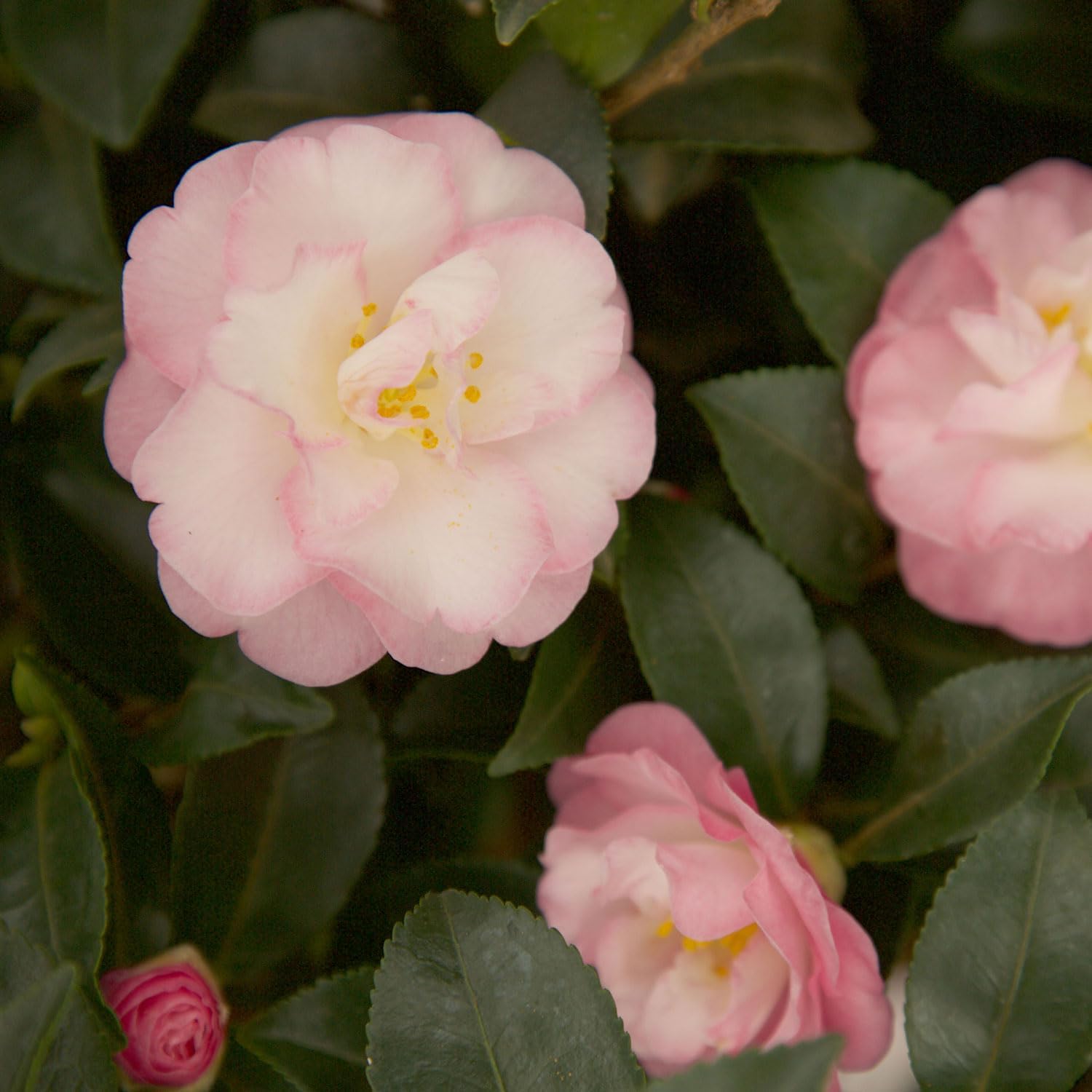 October Magic Orchid Camellia (2 Gallon) Flowering Evergreen Shrub with Pink and White Blooms - Full Sun to Part Shade Live Outdoor Plant - Southern Living Plants
