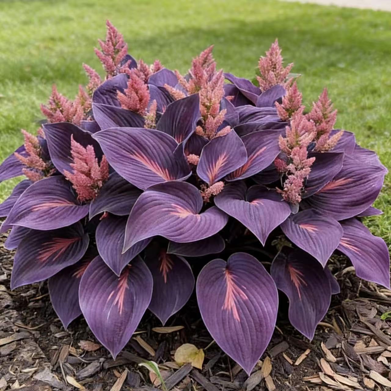 Hosta Seeds 200 or 400- Create a Lush Garden, Mottled Leaves and an Oasis of Easy-Grow Perennial Seeds. Used for Outdoor and Container Garden Planting. (White,200) — view 4