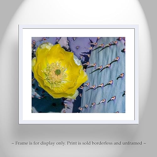Miniatura 3 de Blue Prickly Pear Purple Cactus Art Print with Spring Blossom!