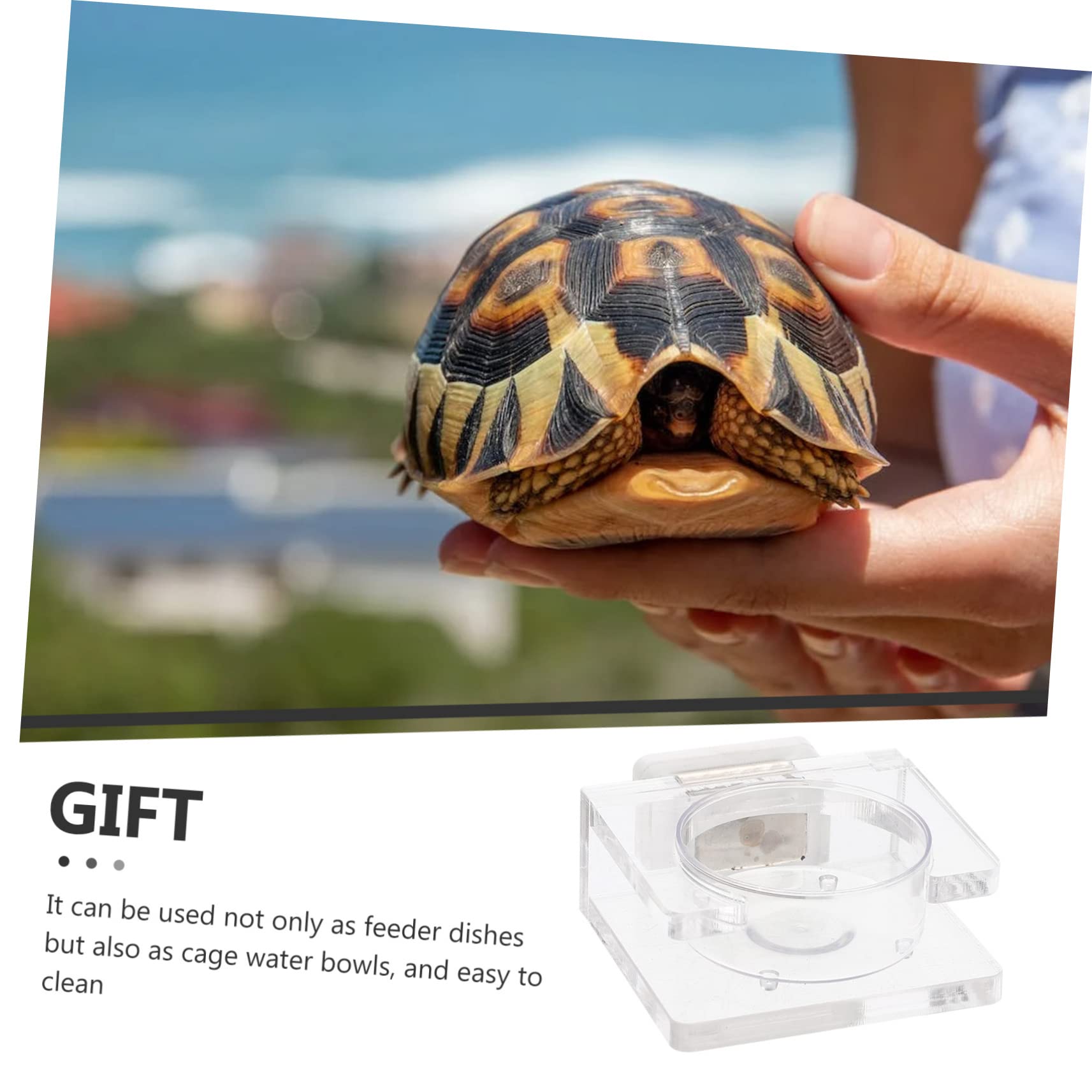 SUPVOX 5 Piezas Cuenca de Alimentos terrario de Reptiles Comida de Lagarto tazón de Tortuga geco Sorprendente Sorpresa Comedero para Reptiles Cuenco Colgante el plastico