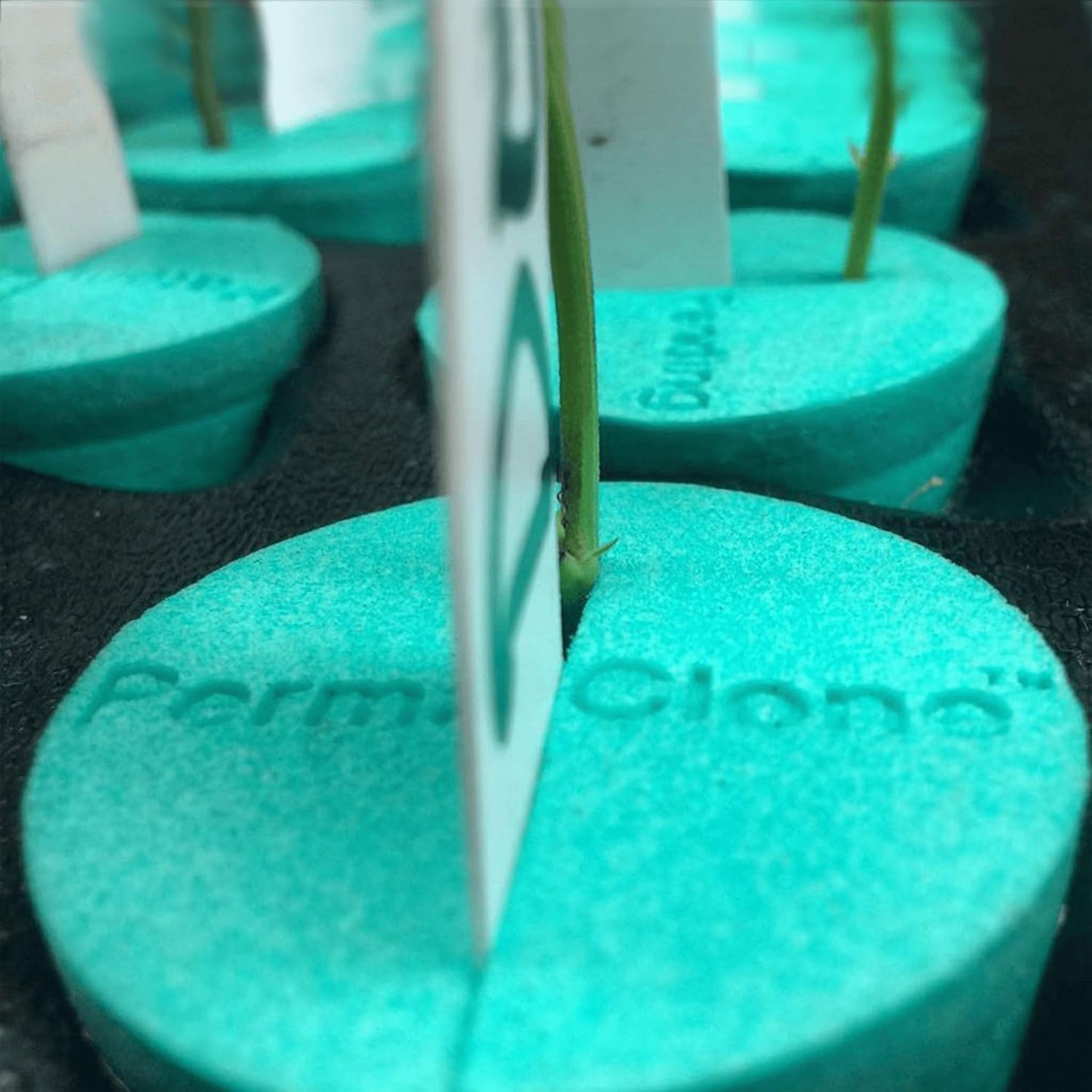 Cloning Collars 1.8" (46mm) - Lasts 5+ Years, Eco-Friendly, Sterilizable and Easy to Microwave Clean Hydroponic Foam Collar Inserts - 20 Pack