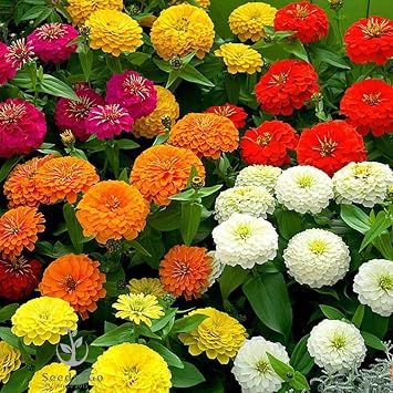 Zinnia - California Giant Flower Seeds Mix - 1,500 Seeds by Seeds2Go