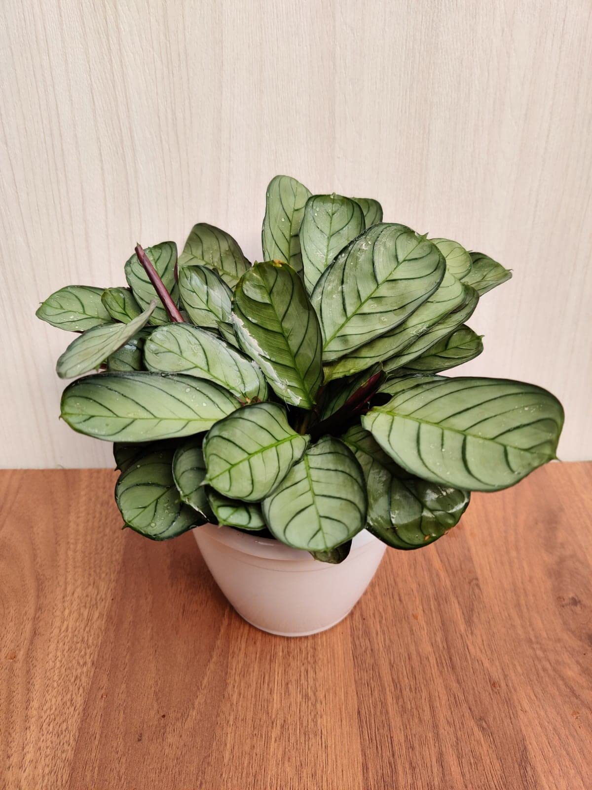 CAPPL Calathea Amagris Live plant natural Prayer Indoor Plant in Pot (B09XTG2XMS) Amazon Price History, Amazon Price Tracker